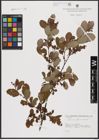 Foto von Salix aurita L. x Salix caprea L.
